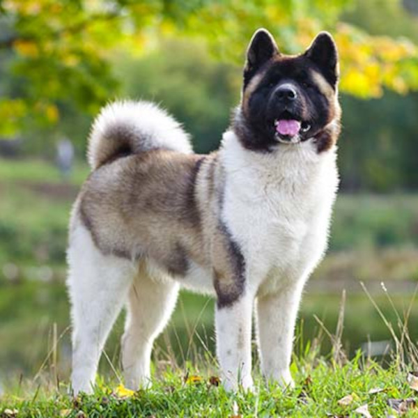 Akita