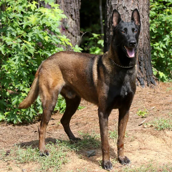 Belgian Malinois