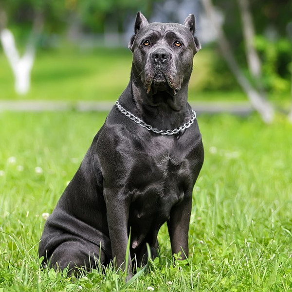 Cane Corso