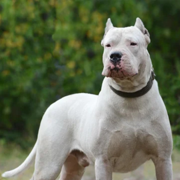 Dogo Argentino