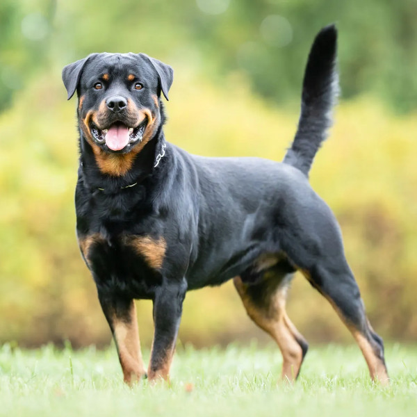 Rottweiler