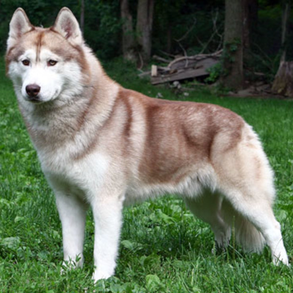 Siberian Husky