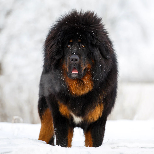 Tibetan Mastiff